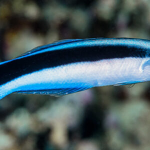 Labroides Dimidiatus