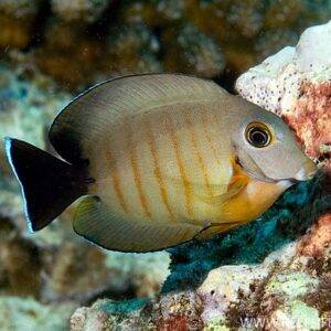 Acanthurus tristis L