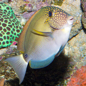 Acanthurus Maculiceps L