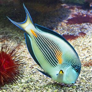 Acanthurus Sohal L
