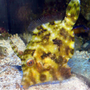 Acreichthys tomentosus