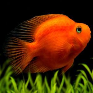 Blood-Red Parrot Cichlid