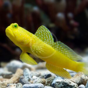 Cryptocentrus Cinctus Yellow Goby
