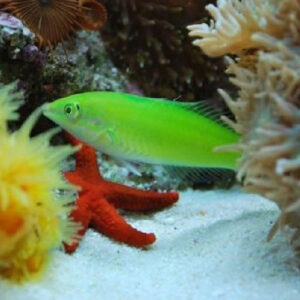 Halichoeres Chloropterus