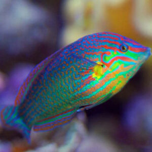 Halichoeres Melanurus Male