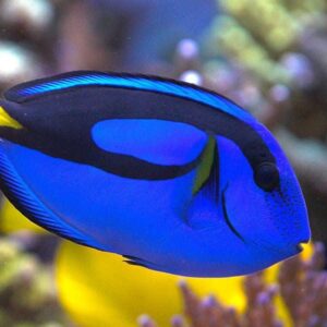Paracanthurus Hepatus L - Chirurg Albastru (Blue Tang)