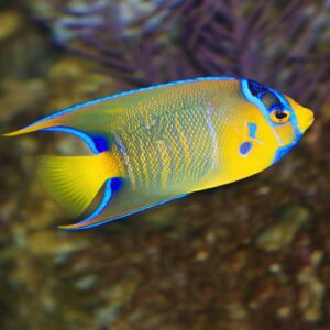 Holacanthus Ciliaris Juvenil - Queen Angelfish