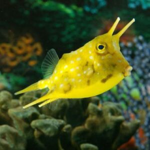 Lactoria cornuta - Longhorn cowfish L