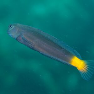 Ecsenius Namiyei