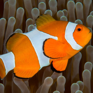 Amphiprion ocellaris M