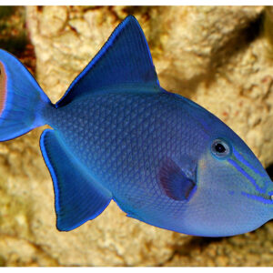 Odonus Niger L - Trigger fish