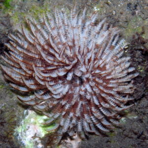 Sabellastrea Indica Striped
