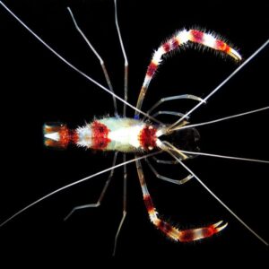 STENOPUS HISPIDUS