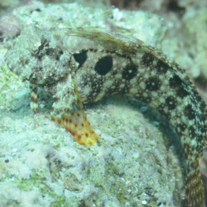 Salarias Fasciatus