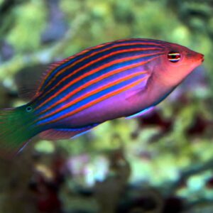 Pseudocheilinus Hexataenia (Six line wrasse)