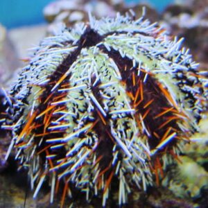 Tripneustes Gratilla - Collector urchin