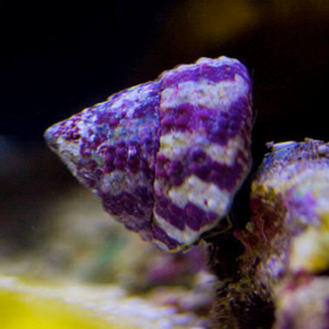 TROCHUS HISTRIO