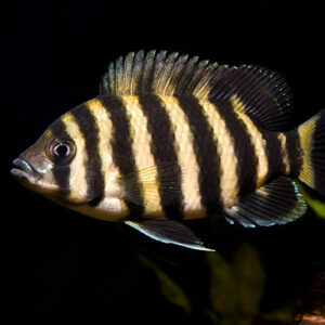Tilapia buttikoferi XXL