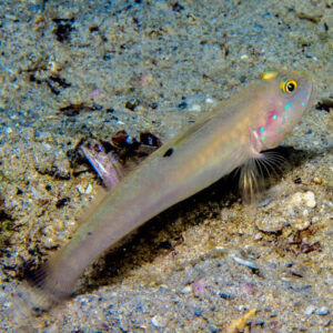 Valenciennea Sexguttata