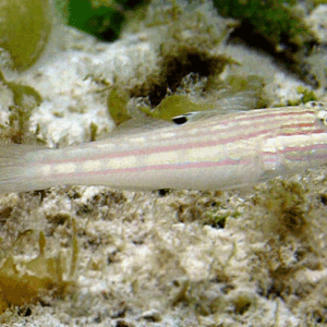 Valenciennea muralis (Mural goby)