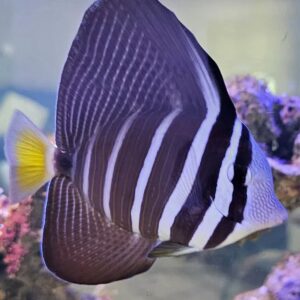 Zebrasoma veliferum M