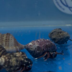 Calcinus Tibicen (hermit crab)