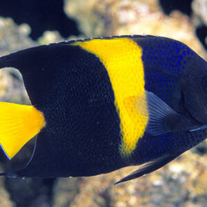 Pomacanthus Asfur L