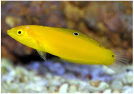 Halichoeres Chrysus