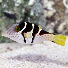 Canthigaster valentini (Black saddled toby)