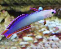 Nemateleotris Decora