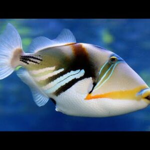 Rhinecanthus Aculeatus - Picasso Triggerfish L