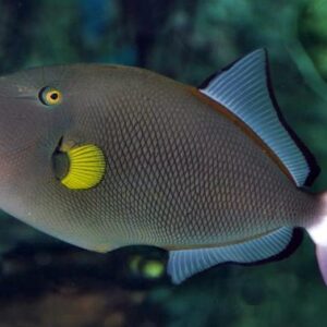 Melichthys vidua - Pinktail Triggerfish L