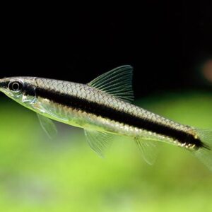 Siamese algae-eater (SAE)