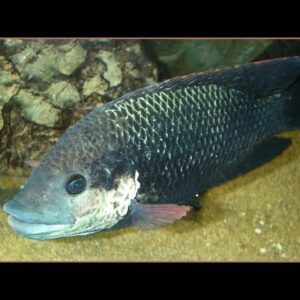 Tilapia mossambica XXL