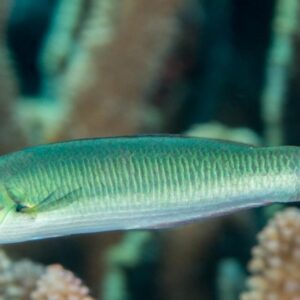 Thalassoma amblycephalum juvenile