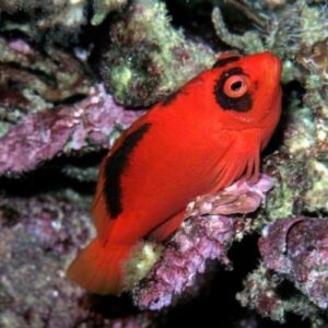 Neocirrhites armatus (Flame hawkfish)