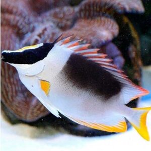 Siganus Magnifica