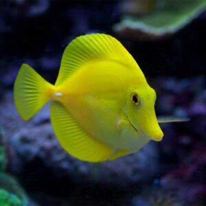 ZEBRASOMA FLAVESCENS M - tank breed