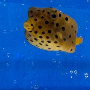 Ostracion Cubicus (Yellow Boxfish) M