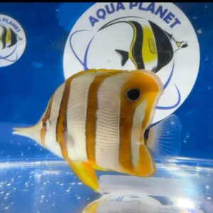 Copperband butterflyfish