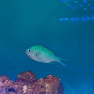 Chromis Viridis – Blue Green Chromis