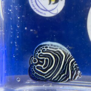 Pomacanthus Imperator Juvenil