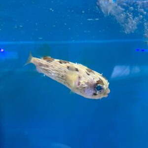 Diodon holocanthus (Long-spine porcupinefish) M