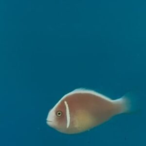 Amphiprion perideraion (Pink Skunk Clownfish)