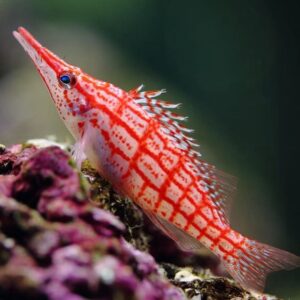 Oxycirrhites typus (Longnose hawkfish)