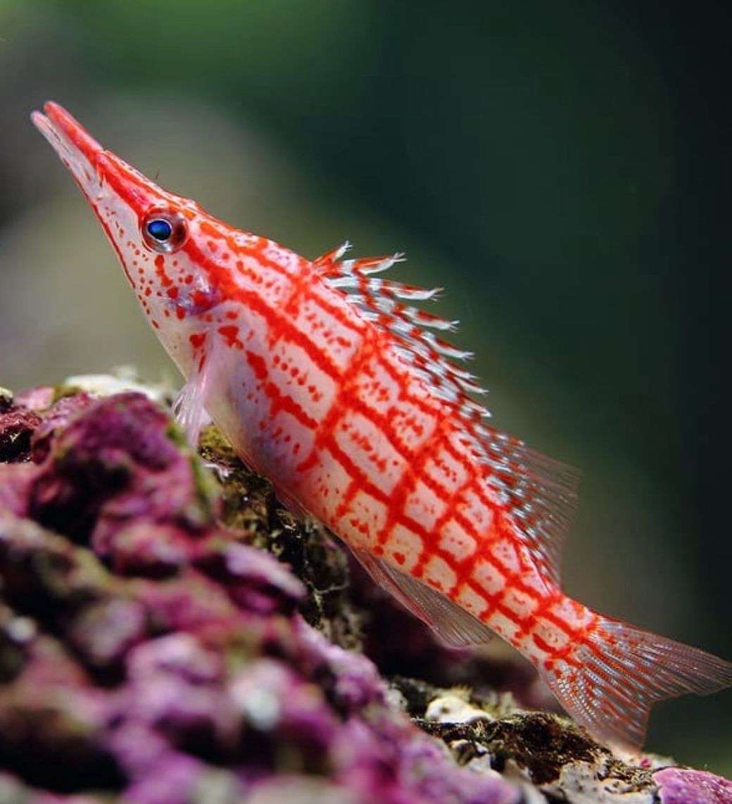 Oxycirrhites typus (Longnose hawkfish)