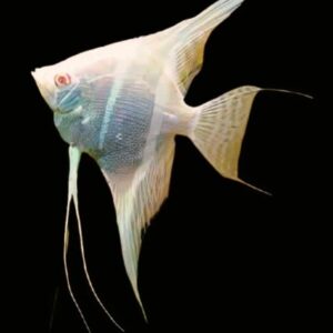 Pteregophylum Scallare Dantum Albino