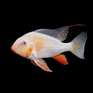 Heckelii Cichlid Albino