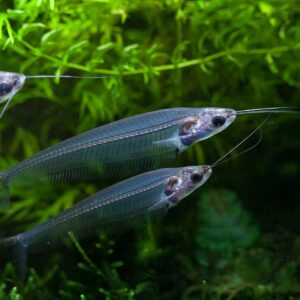 Kryptopterus Bicirrhis L