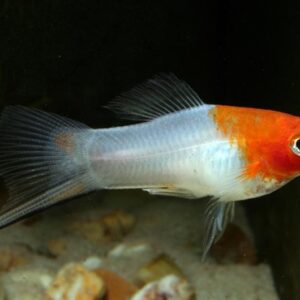 Xiphophorus Helleri Koi